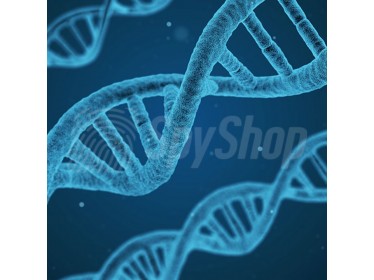 Test DNA na ustalenie ojcostwa w 8 tygodniu ciąży