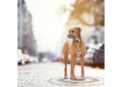 Tractive lokalizator GPS dla psa - bez abonamentu