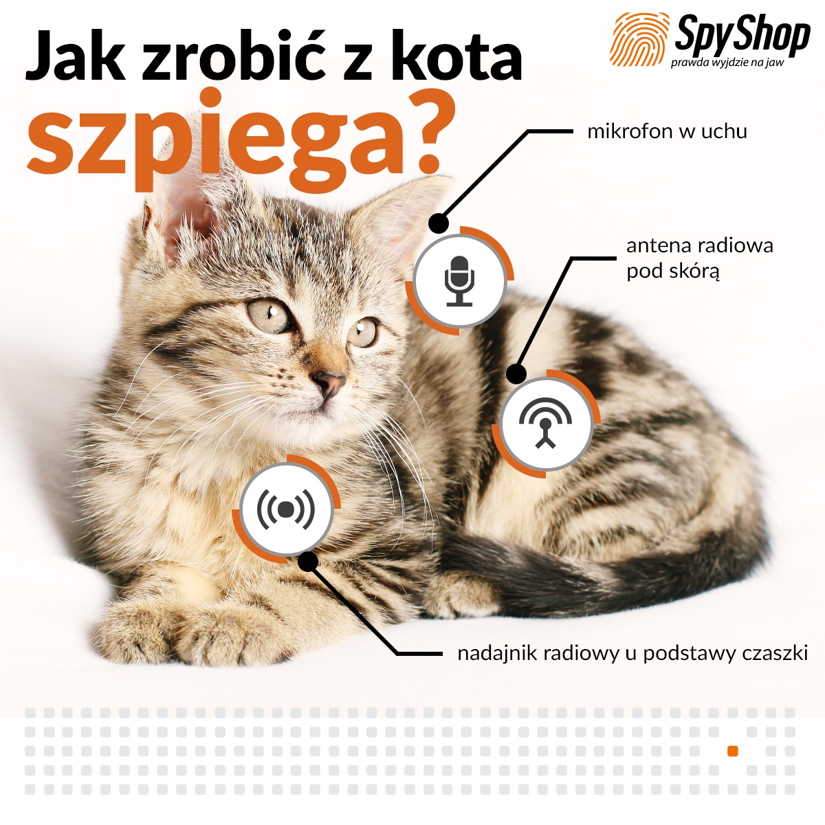 Szpiegowski kot - jak zrobić z kota podsłuch?
