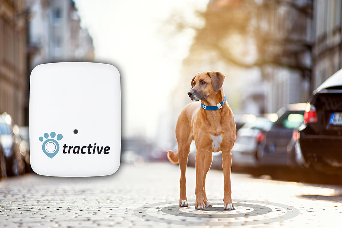 lokalizator GPS dla psa