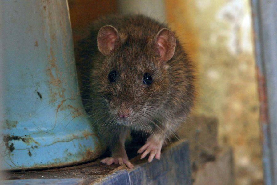 szaro-brązowy szczur siedzi na klatce schodowej