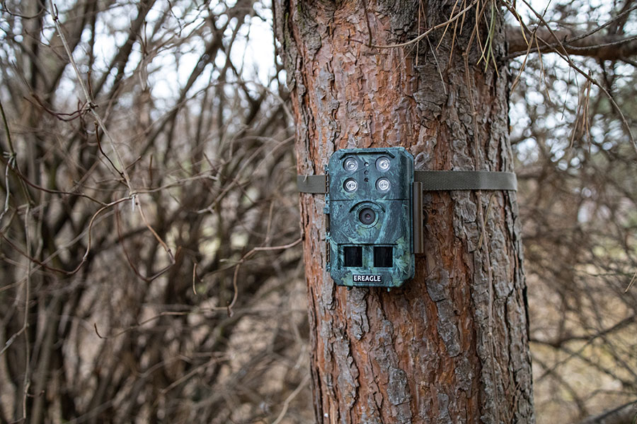 Fotopułapka umocowana na drzewie