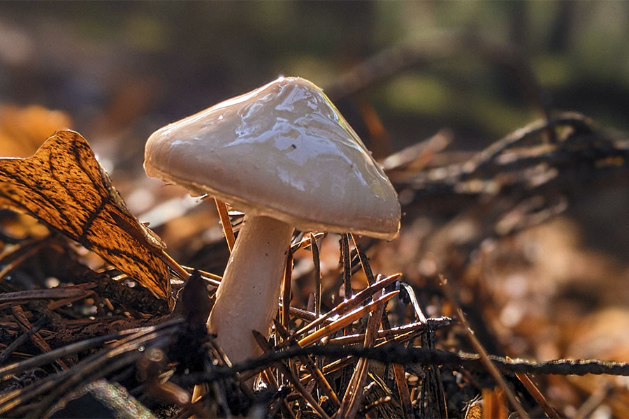 białego koloru grzyb w lesie