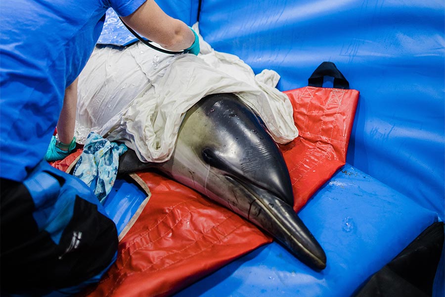 Ludzie próbóją uratować delfina który leży pod mokrym preścieradłem