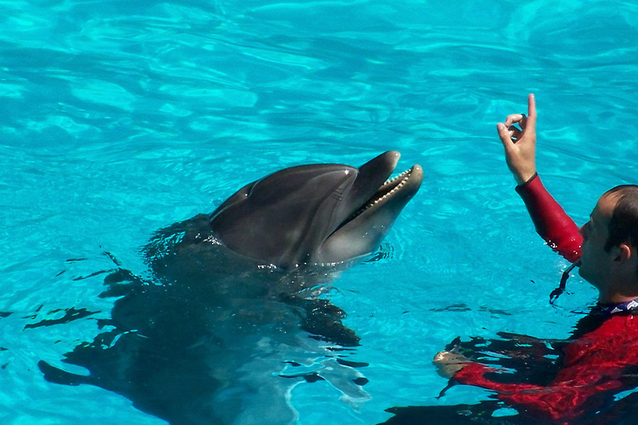 Trener prowadzi trening z delfinem w basenie