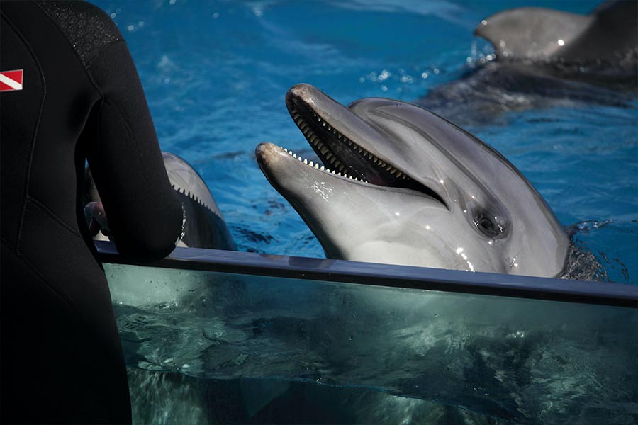 Delfin patrzy na człowieka podczas wynurzania się z basenu