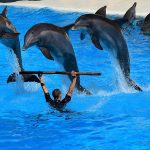 mężczyzna prowadzi trening z delfinami w basenie