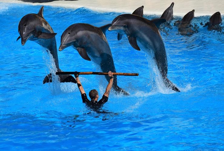 mężczyzna prowadzi trening z delfinami w basenie