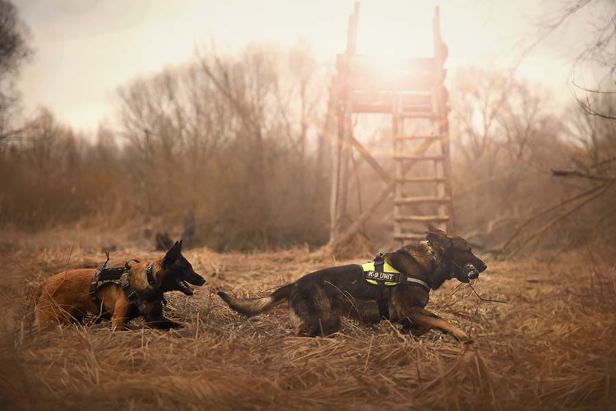 Dwa owczarki niemieckie w szelkach informujących, że są psami bojowymi K-9, w trakcie służby biegną przez pole.