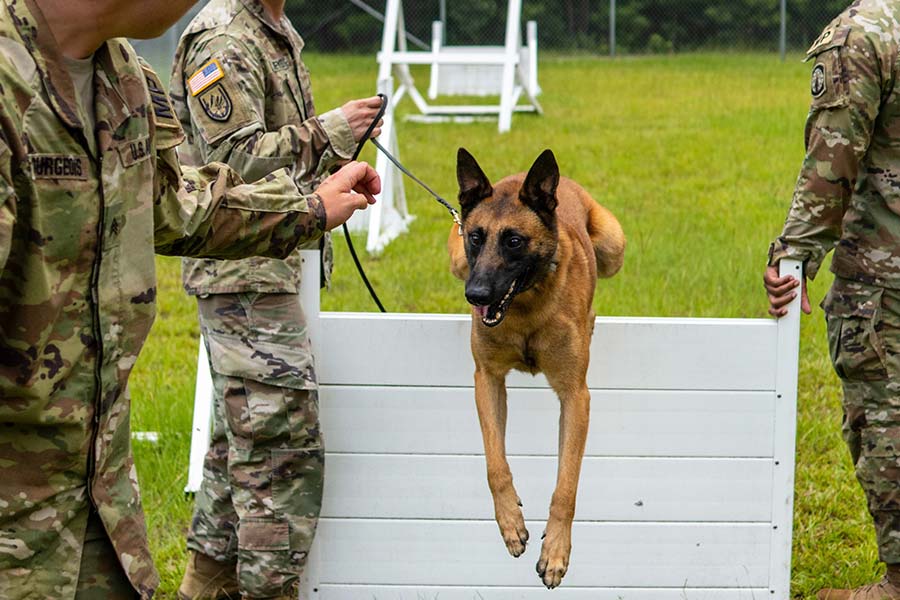 Pies na szkoleniu skacze przez płotek, a żołnierze oceniają jego sprawność i zdatność do służby