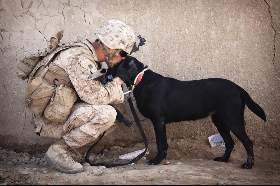 Żołnierz całuje w głowę psa, który służy w Siłach Zbrojnych