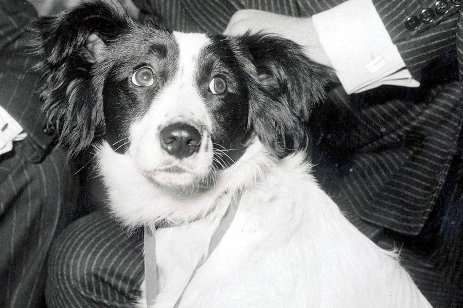 Czarno-biały portret psa rasy border collie, o imieniu Pickles, który spogląda w prawą stronę