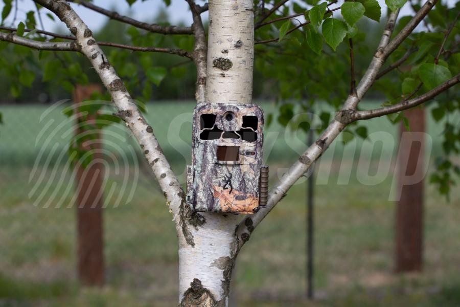 Fotopułapka zamontowana na drzewie na posesji