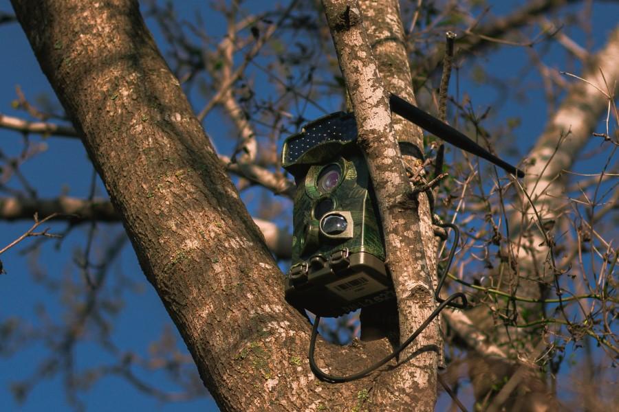 Fotopułapka w maskującej obudowie zamontowana na drzewie