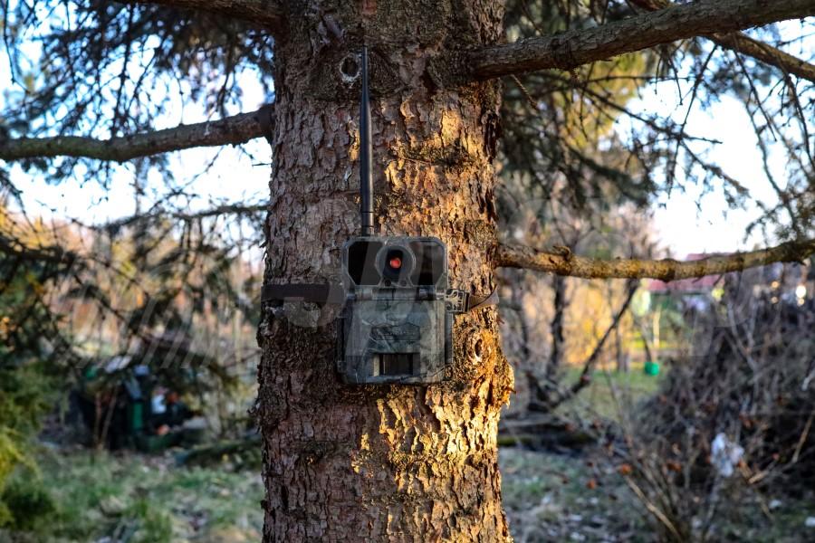 Kamera leśna na pniu drzewa rejestruje otoczenie
