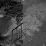 Po prawej stronie zdjęcie zarośli z nocnego monitoringu. Po lewej stronie ten sam kadr w kamerze termowizyjnej, gdzie widoczna jest sylwetka człowieka.