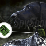 Pies dalmatyńczyk ma na szyi obrożę z lokalizatorem GPS. Jest on widoczny na małym zdjęciu po lewej stronie.