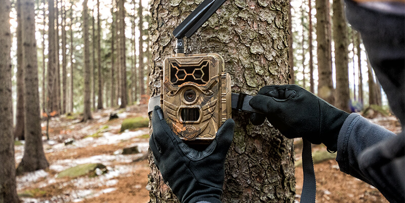 Widok z kamery leśnej Guard1 4G LTE